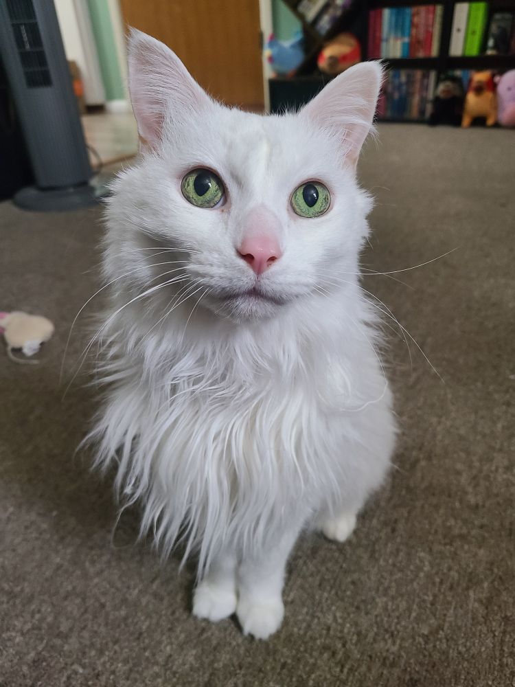 a fluffy white cat with green eyes