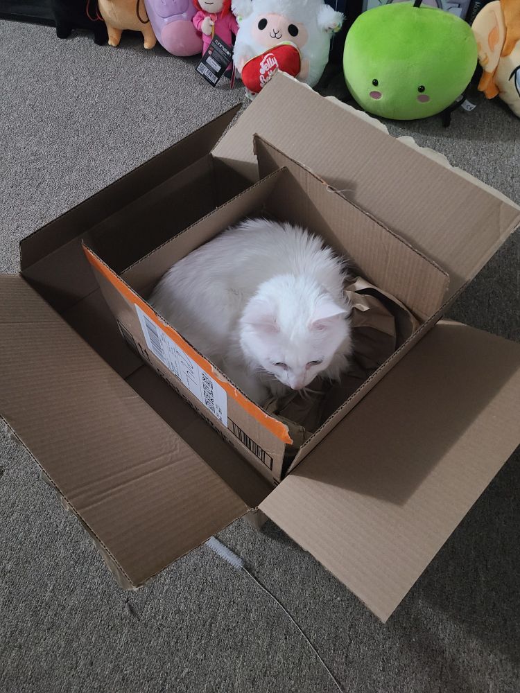 a fluffy white cat laying in a box