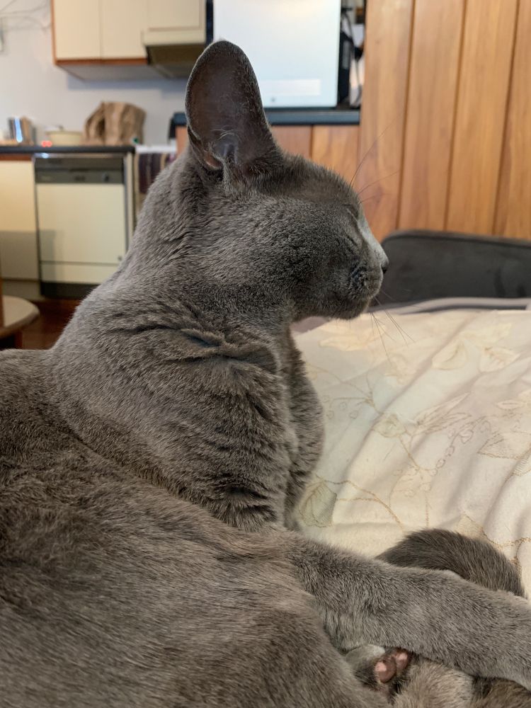 A grey Russian Blue cat in profile, sitting on a couch