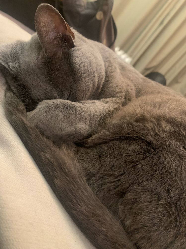 A grey Russian Blue cat curled up asleep on a pale-coloured pillow. Her front paw is over her nose, and her tail is wrapped around herself