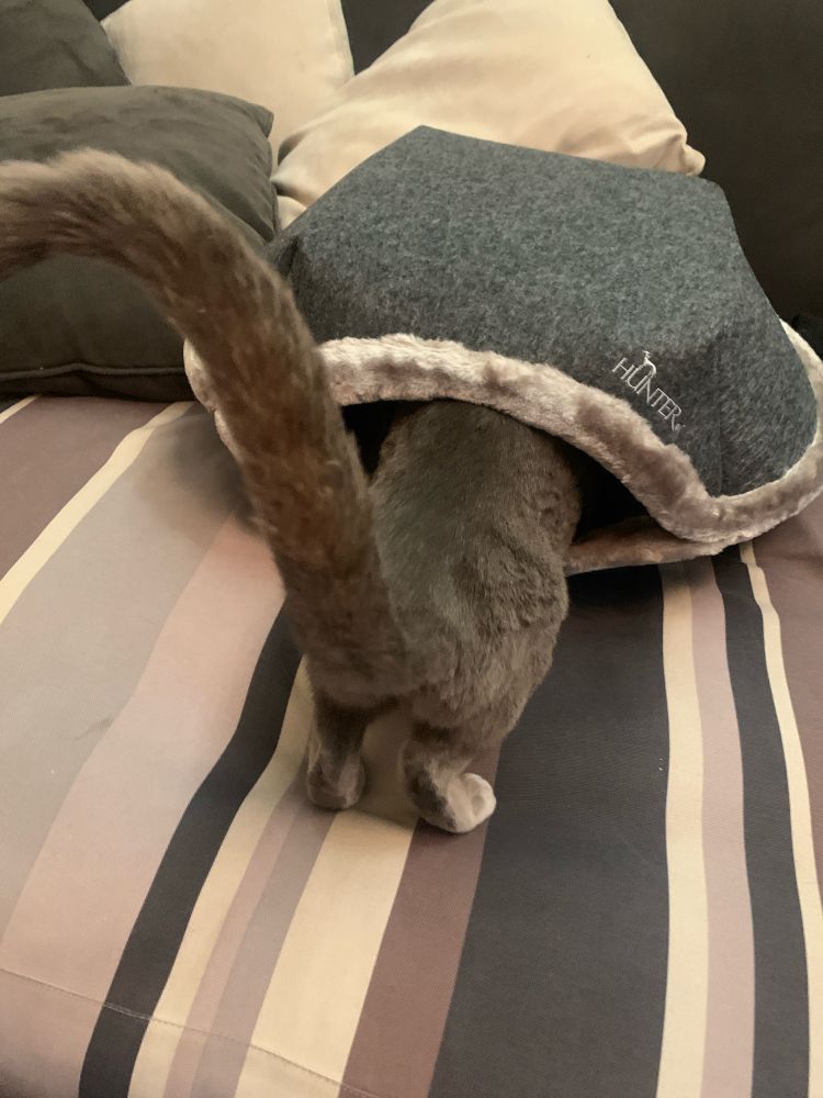 A grey Russian Blue cat entering a small cat bed that resembles a turtle shell. Only her back half and tail can be seen.