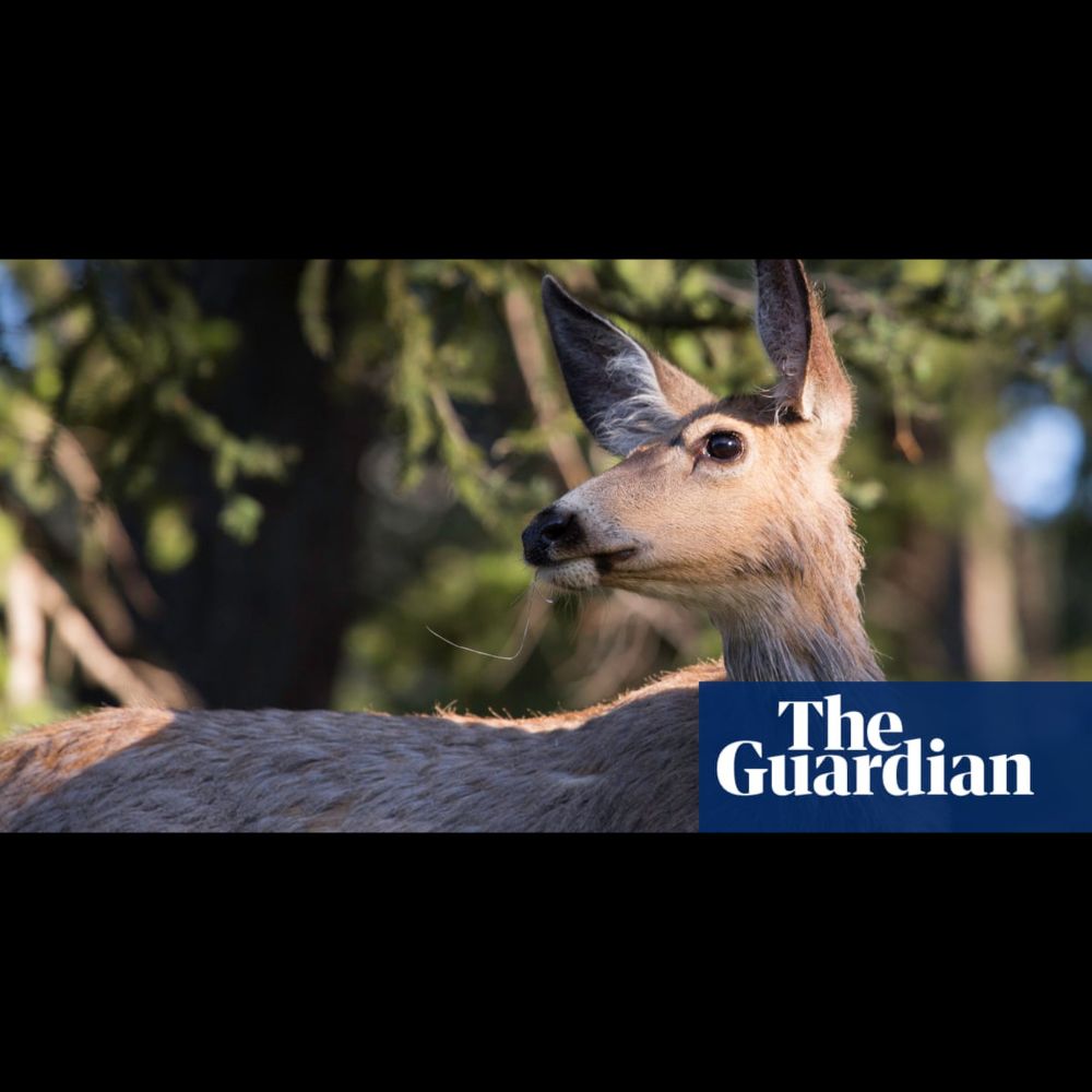 ‘Zombie deer disease’ epidemic spreads in Yellowstone as scientists raise fears it may jump to h...