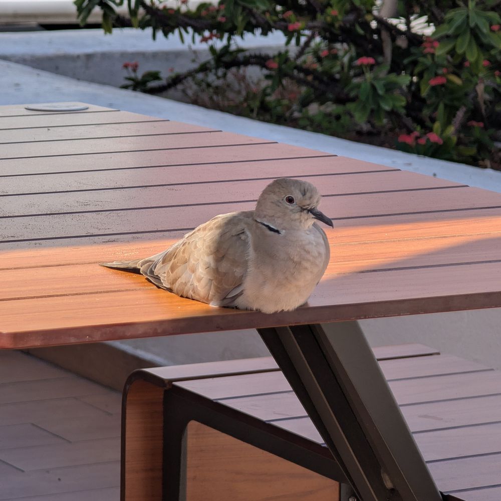 A dove, settled down on a table so comfortably that you can't see its legs. 