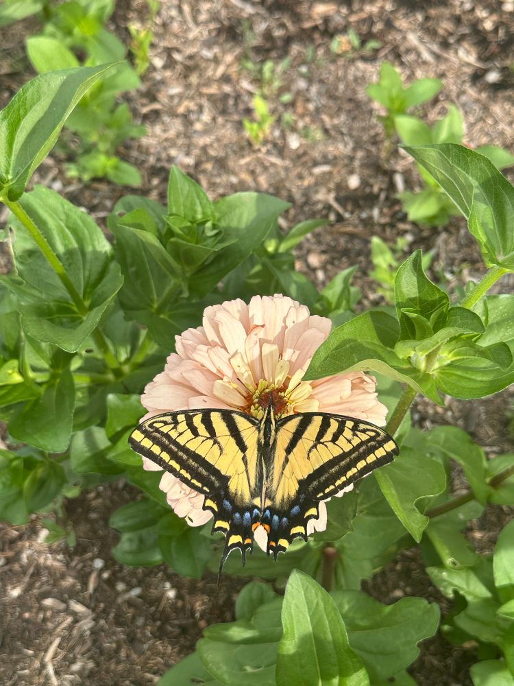 Swallowtail resting on a pink Zinnia