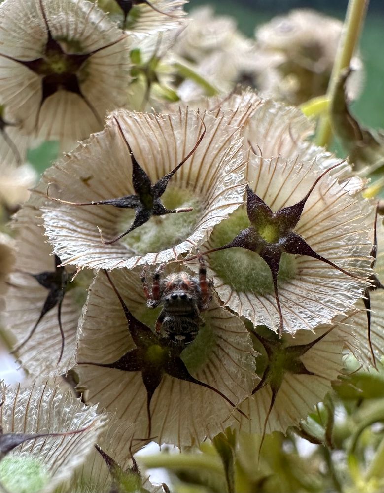 Tiny jumping spider on a flower. 