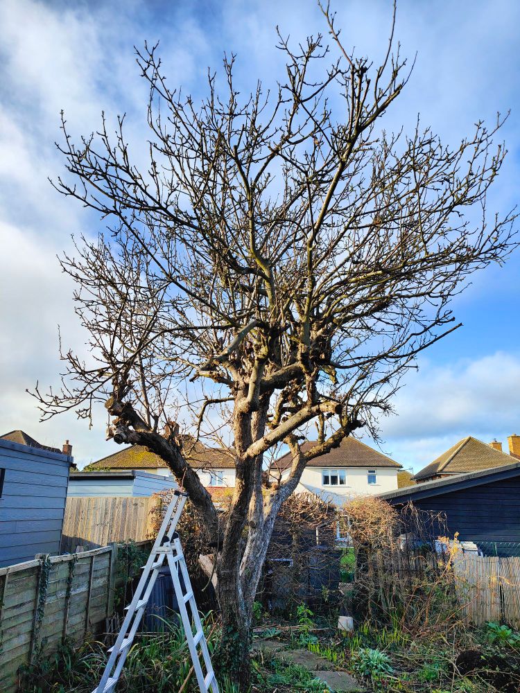 Apple tree just missing its century, few leaves this year, regular fungus, even the mistletoe has given up, now wobbling at the stump so rotting underground. Never pinned down the variety, late August with firm fruit softening quickly, pronounced aniseed flavour. Shown with crown before hacking back 