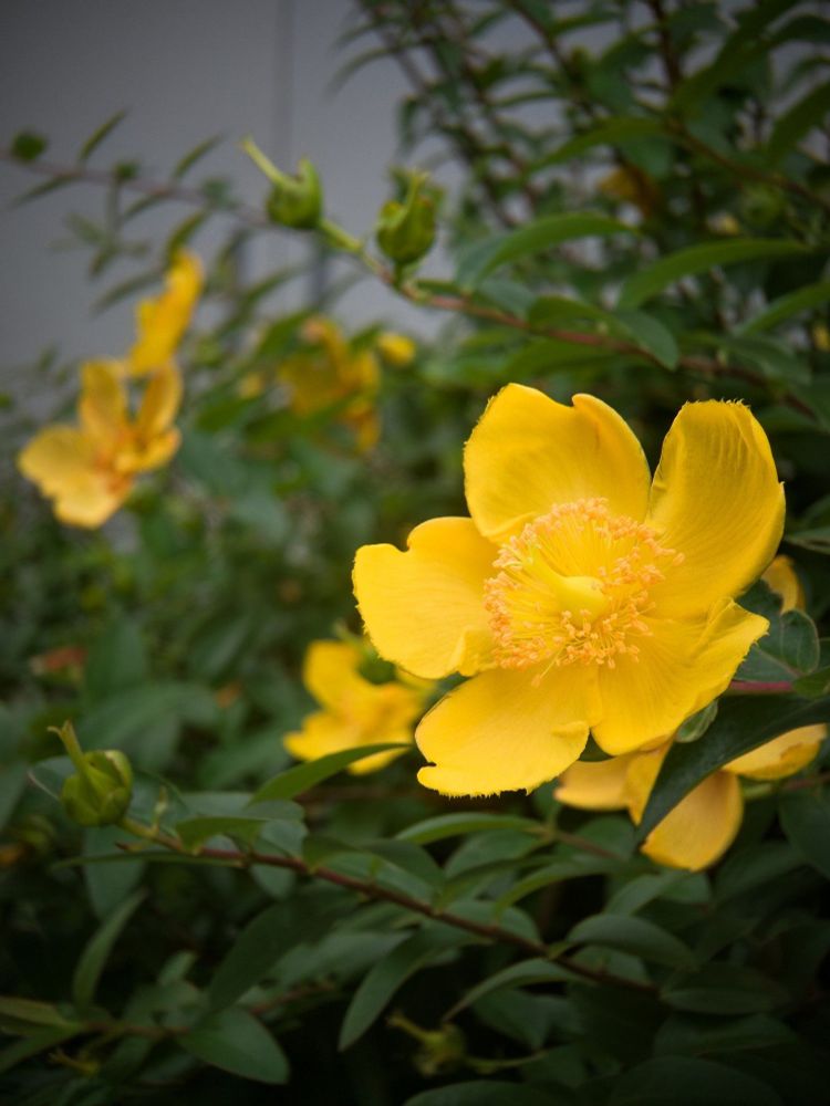 オトギリソウ科のタイリンキンシバイ(ヒペリカム・ヒドコート)

オシベ短めで密集、花弁は切れ込みあって太身でふわっと広がってる、対生の葉は段々毎に角度変わる、葉縁とか茎が赤っぽく染まること多いけど葉縁の方は正直個体でかなりまちまち

(※ちなみにここの株は毎年お正月とか真冬に一輪咲いてたりする)