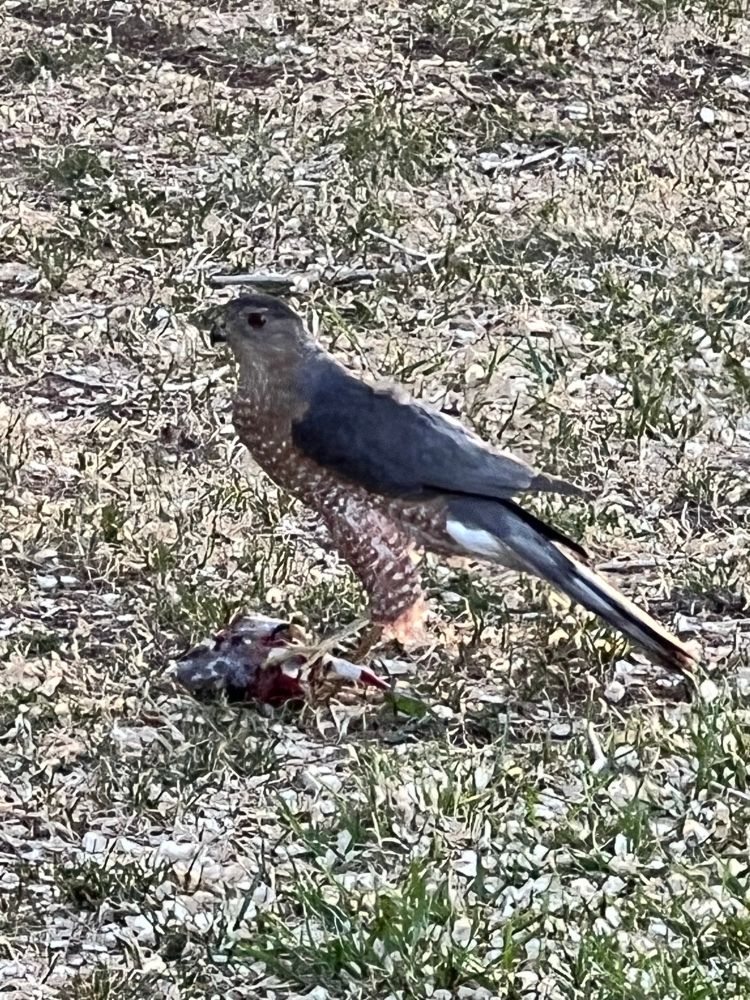 Cooper’s hawk with mangled prey..