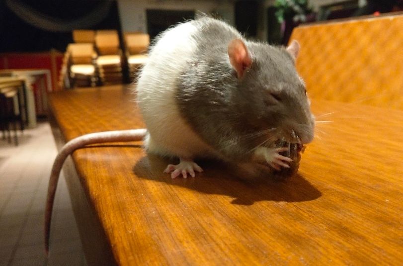 rat eating he has one eye