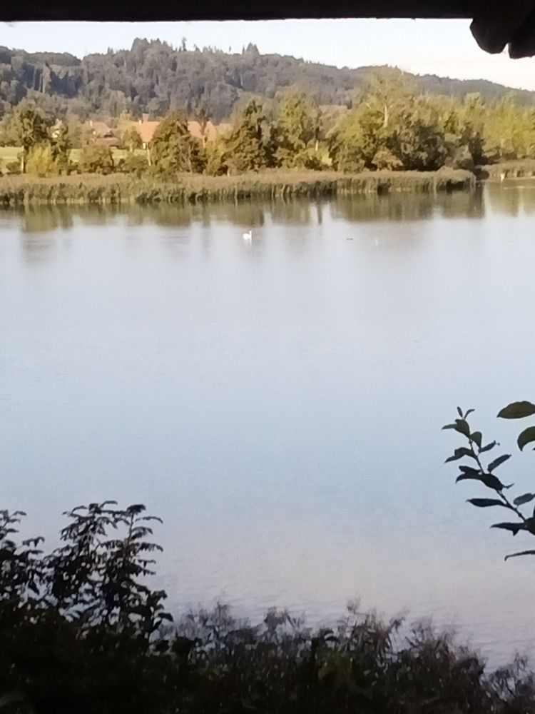 See mit einem einsamen Schwan, Gebüsch und Schilfürtel an den Ufern