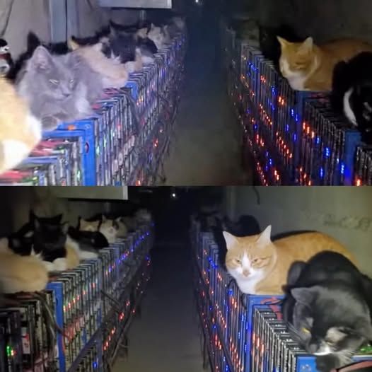 rows of servers in a basement tunnel, cats sleeping on them.