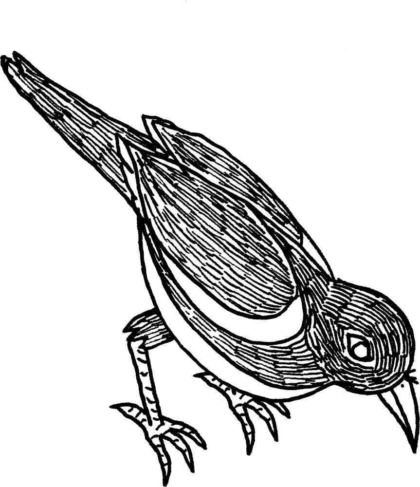 Drawing of a magpie, she look puffy