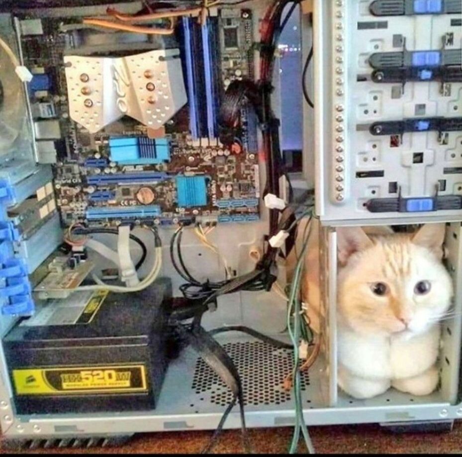 Cat loaf in a pc