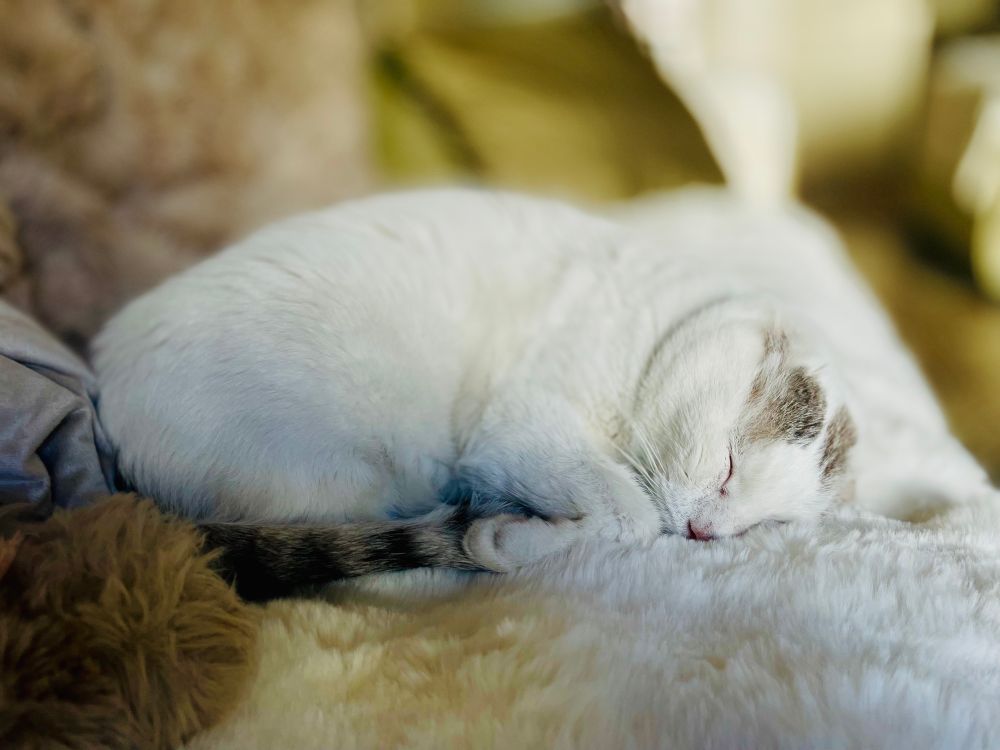 White fat curled up, on furry blanket, in deepest of sleeps