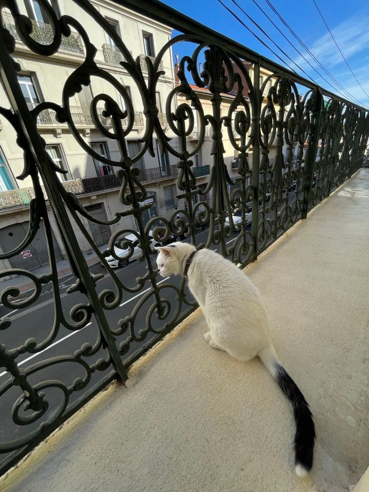 White cat with black tail peering from balcony 