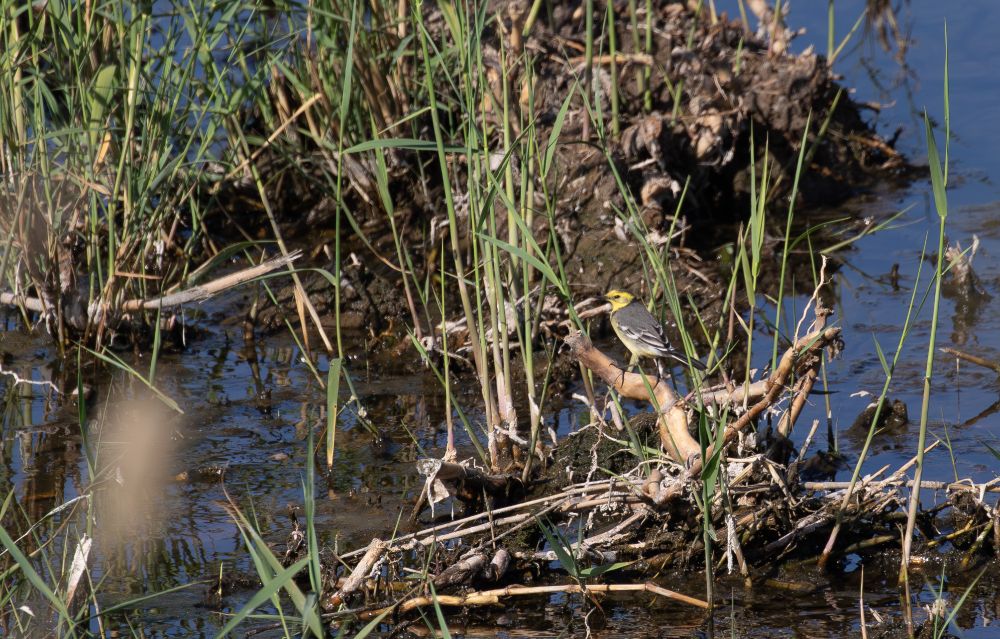 Citrine Wagtail
