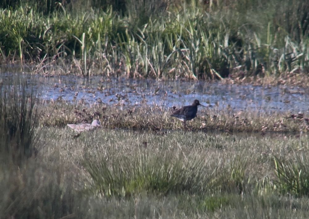 Spotted Redshank and Common Greenshank