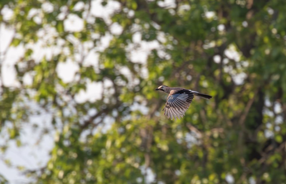 Eurasian Jay (subspecies anatoliae)