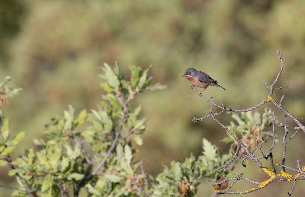 Eastern Subalpine Warbler