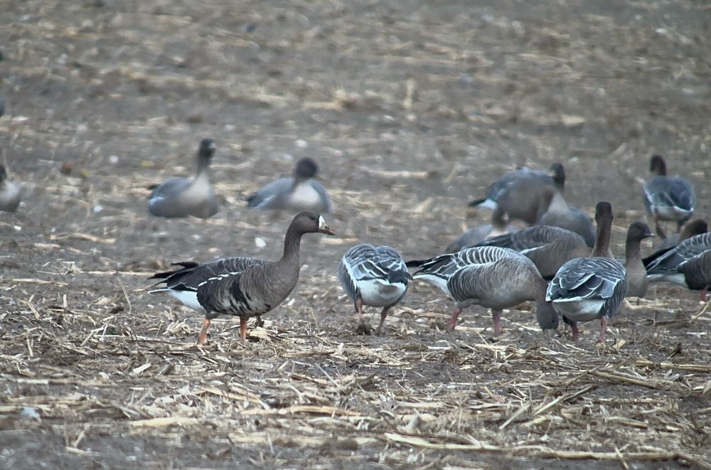 Russian White-footed Goose - Buckenham, 24 Nov