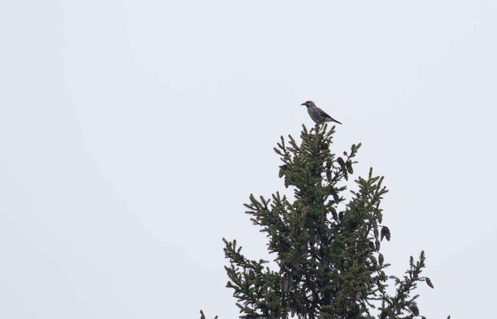 Spotted Nutcracker