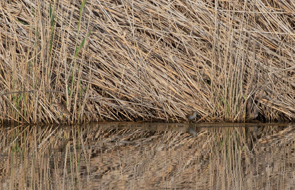 Little Crakes