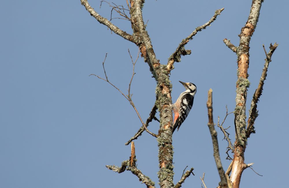 Female White-backed Woodpecker