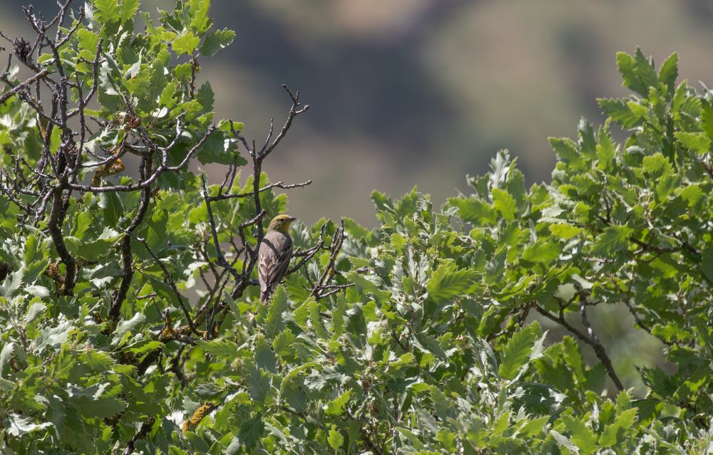 Cinereous Bunting