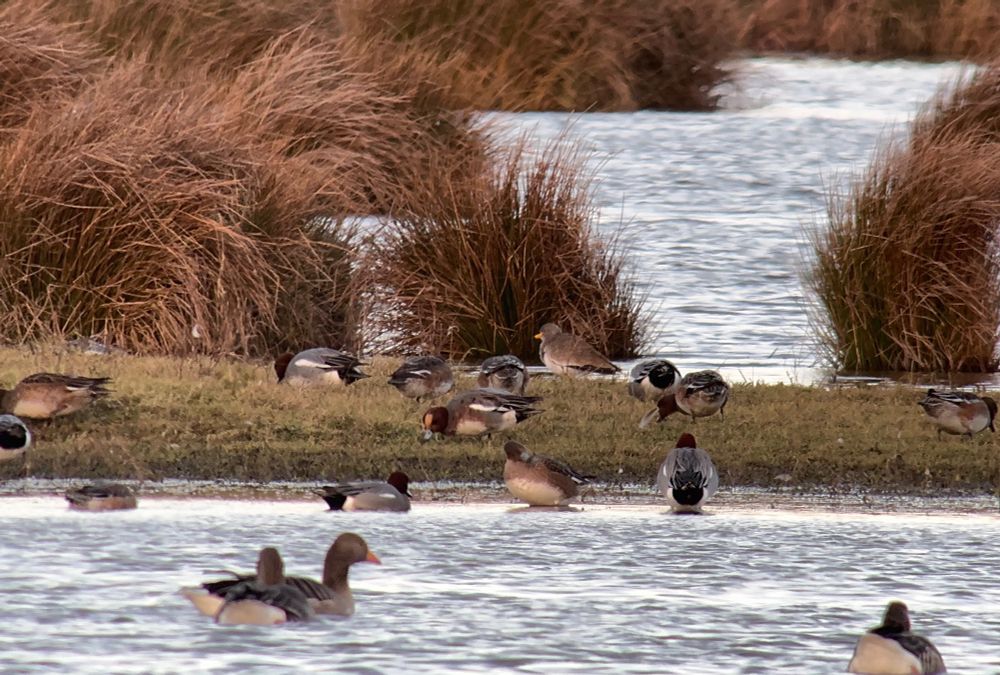Grey-headed Lapwing at Druridge Pools (phonescoped)