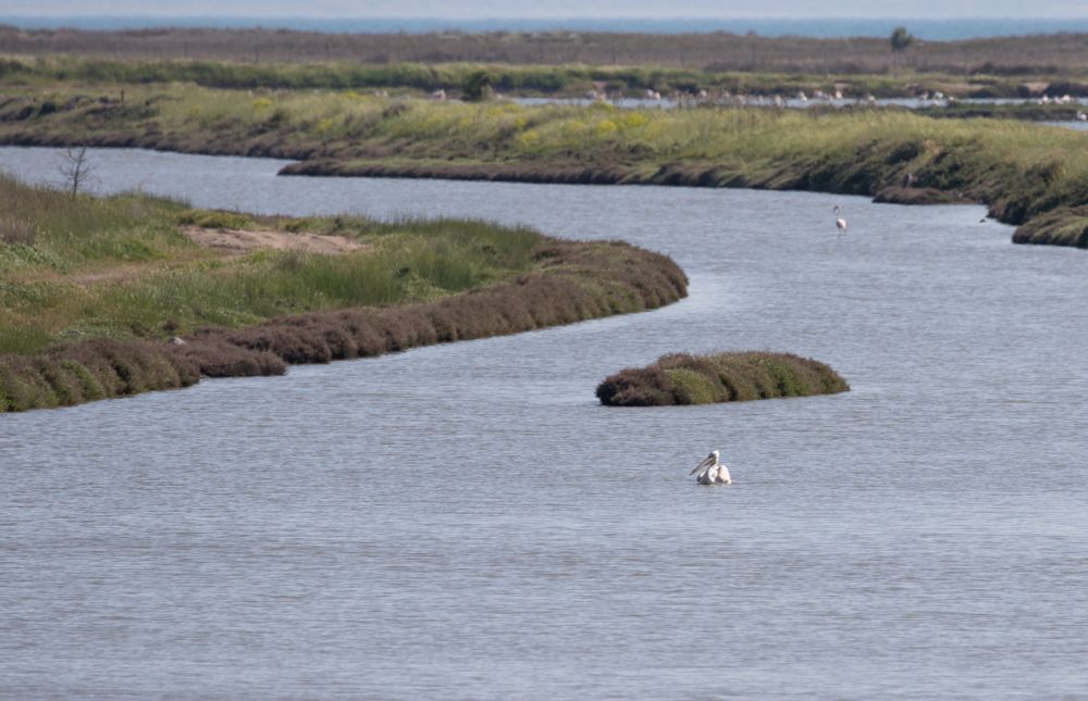 Dalmatian Pelican