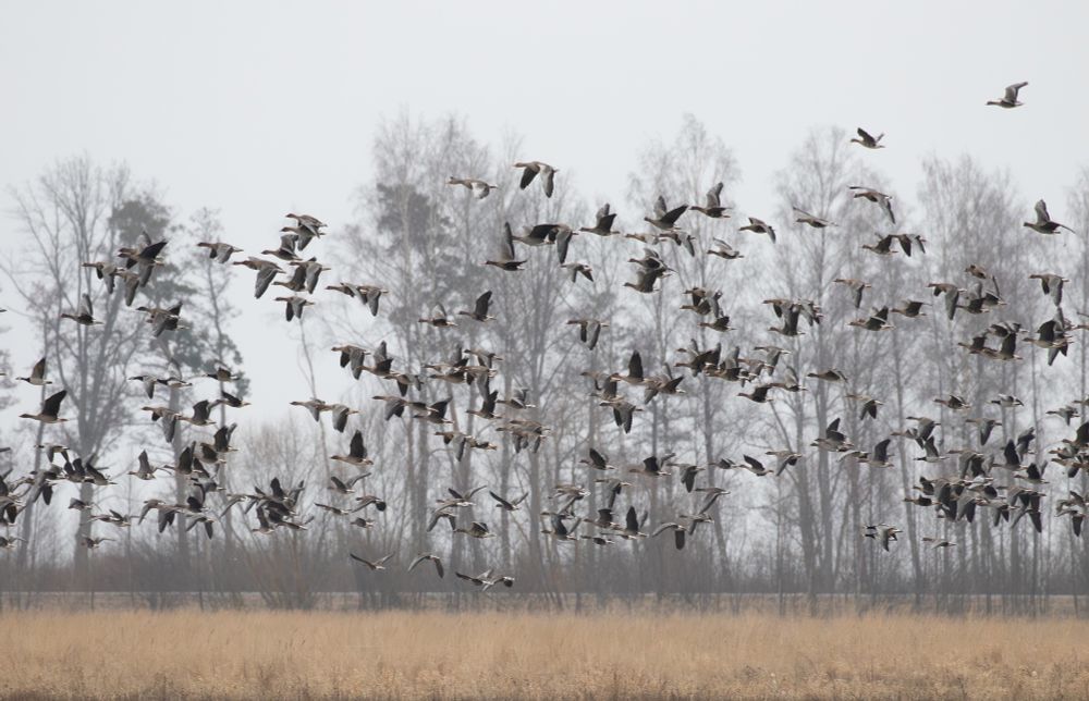 Tundra Bean, White-fronted, Greylag and Barnacle Geese