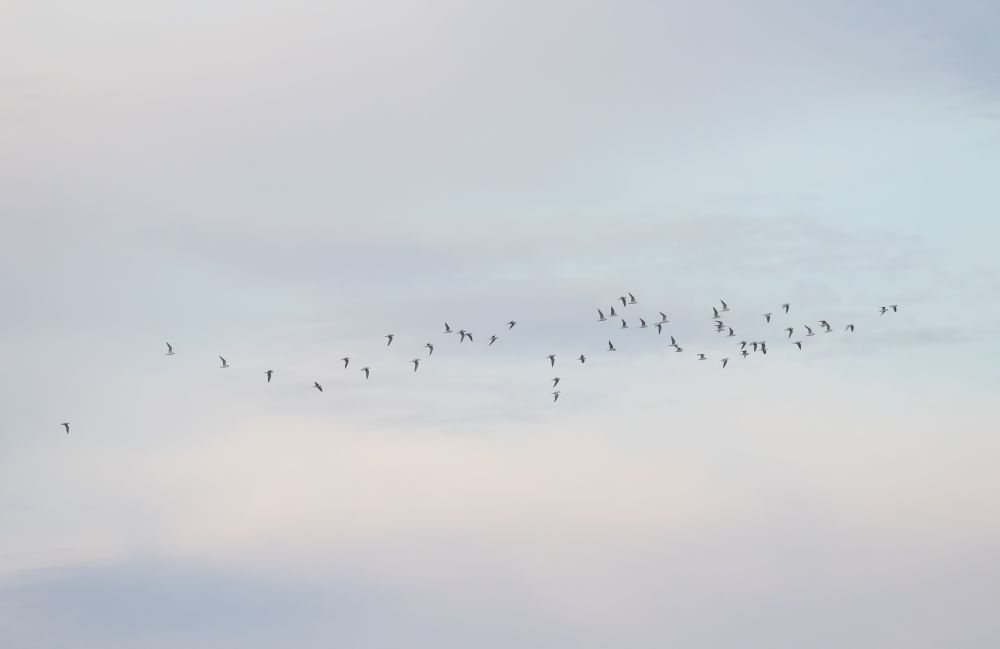 Gull-billed Terns