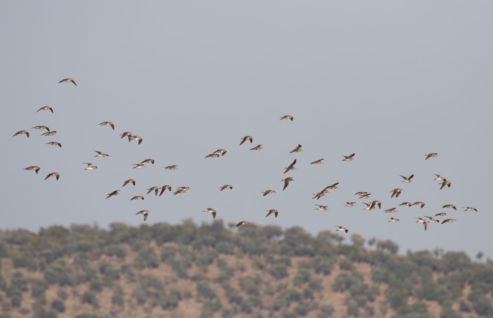 Wood Sandpipers