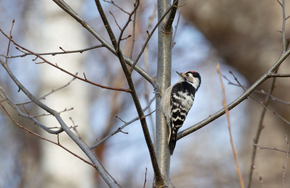 Male Lesser Spotted Woodpecker