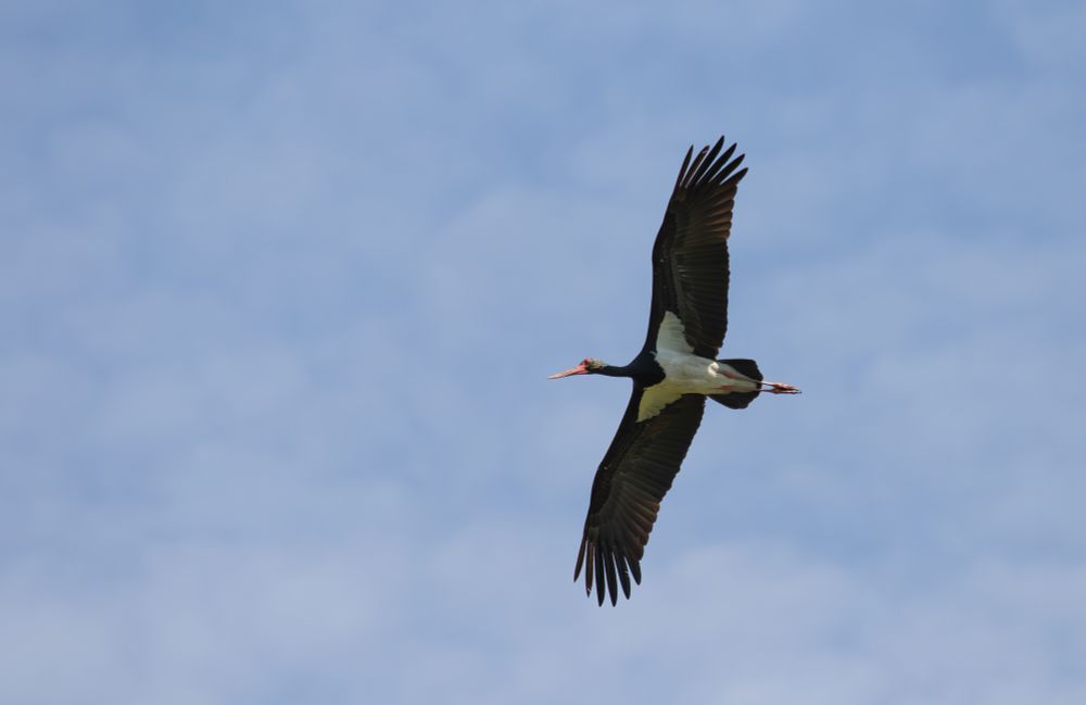 Black Stork
