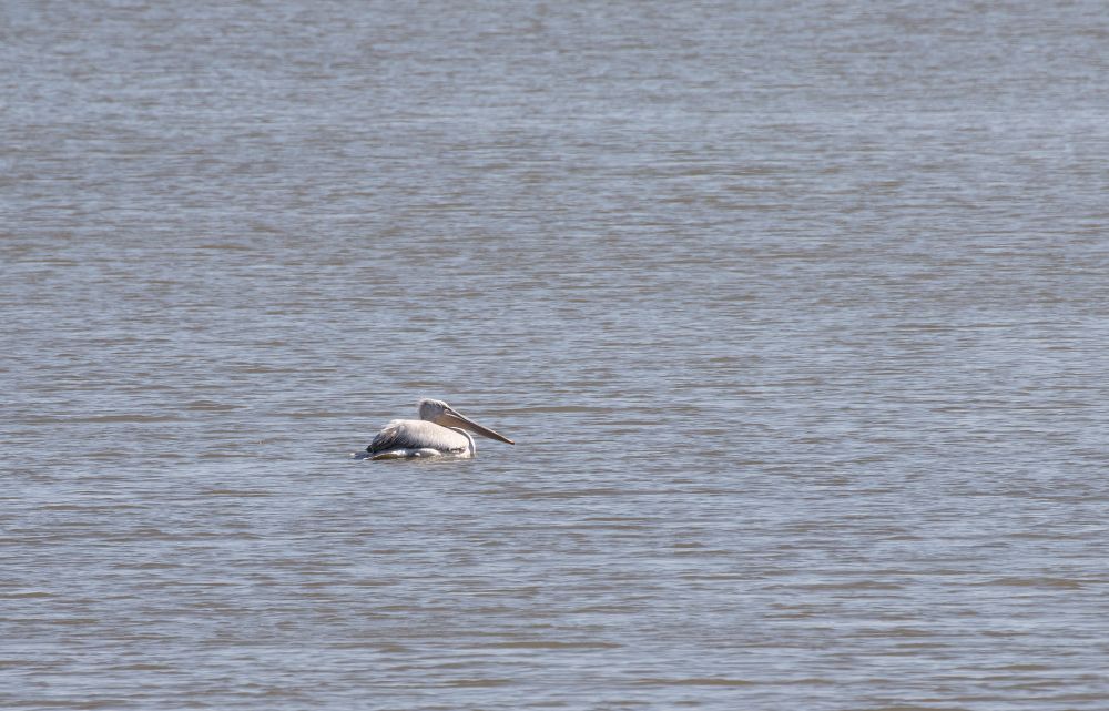 Dalmatian Pelican
