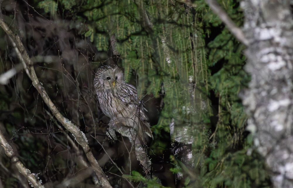 Ural Owl