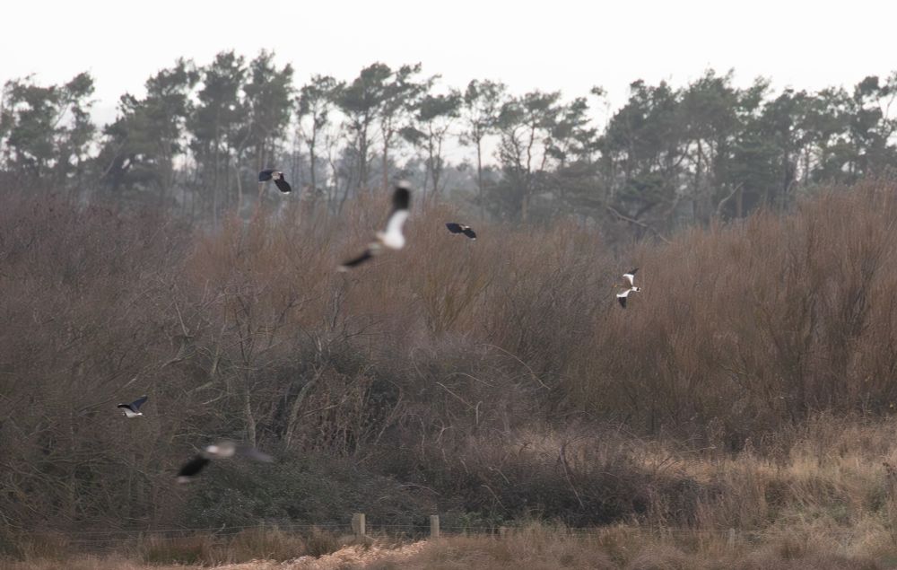 Grey-headed Lapwing at Druridge Pools