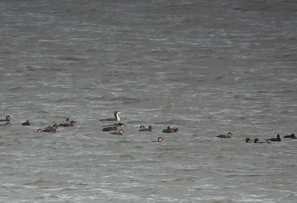 Black-throated Diver with Common Scoter off Druridge Pools