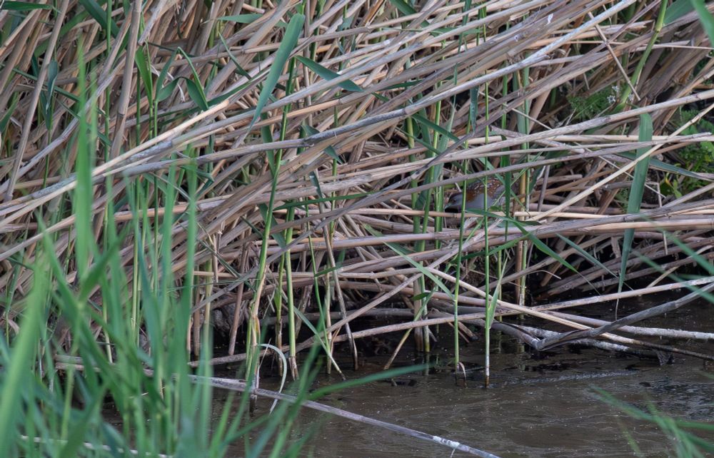 Baillon's Crake