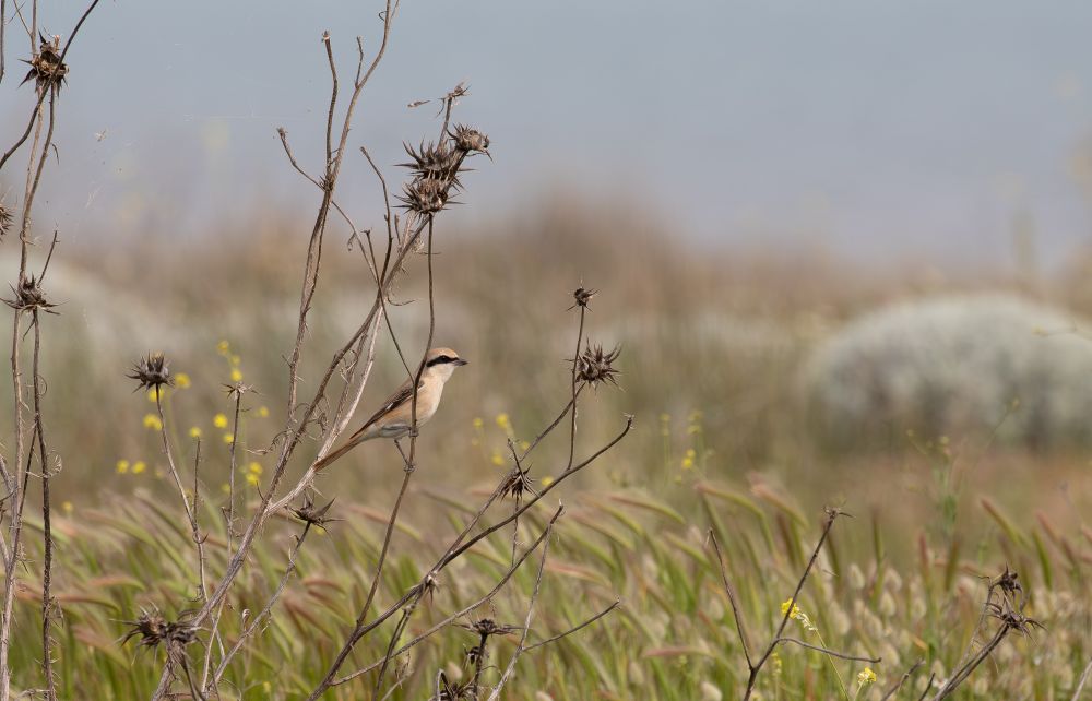 Isabelline/Turkestan Shrike