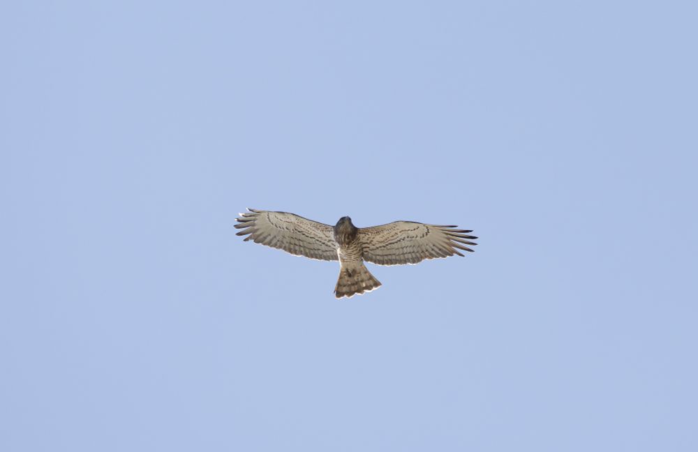 Short-toed Eagle