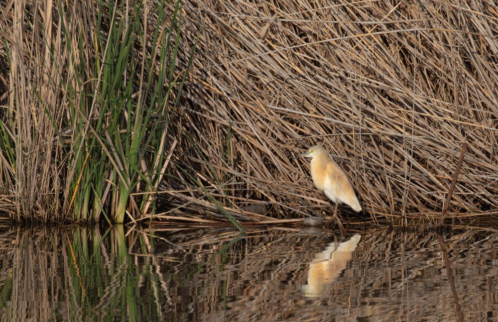 Squacco Heron