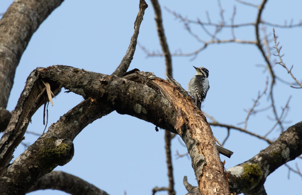 Male Eurasian Three-toed Woodpecker