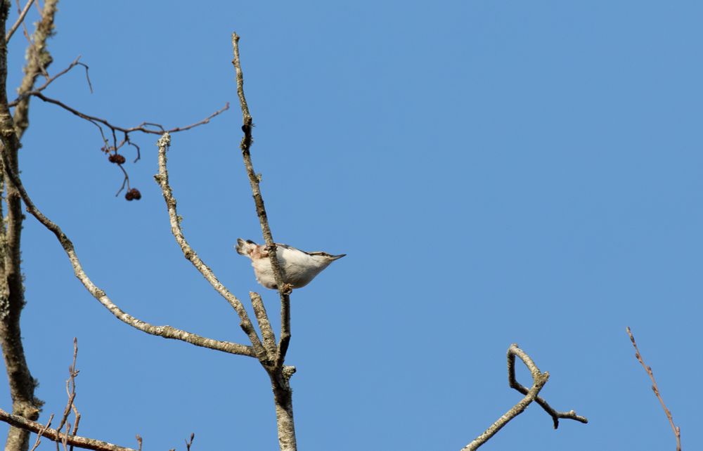 europaea Nuthatch