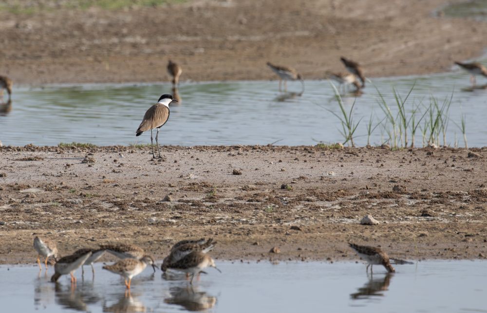 Spur-winged Lapwing and Ruff