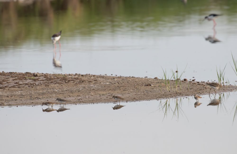 Temminck's Stints (plus Wood Sandpiper and Black-winged Stilts)