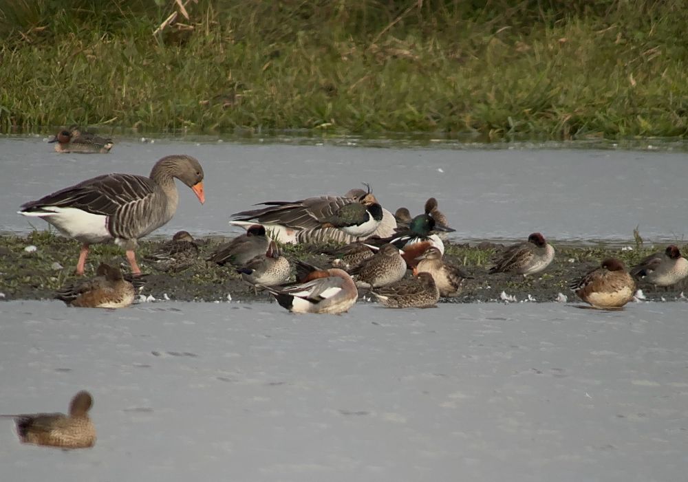 Garganey - Buckenham, 3 Nov