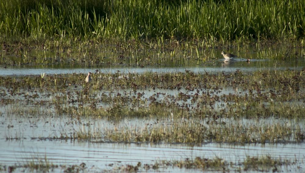 Wood Sandpipers