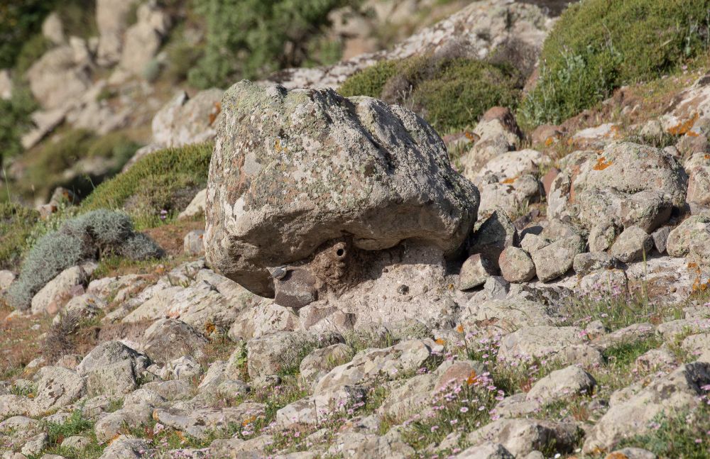 Western Rock Nuthatch